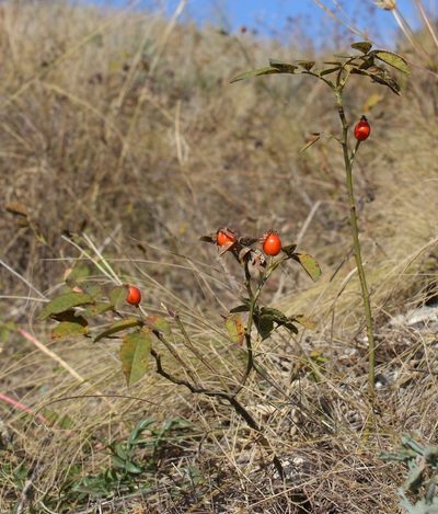 Rosa livescens, photographed by Tatyana Sova