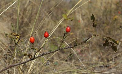 Rosa livescens, photographed by Tatyana Sova