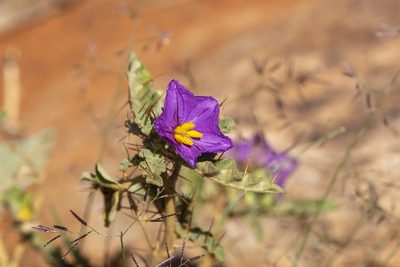 Solanum petrophilum, photographed by dhfischer