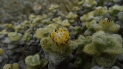 Haastia recurva, photographed by Sarah Richardson