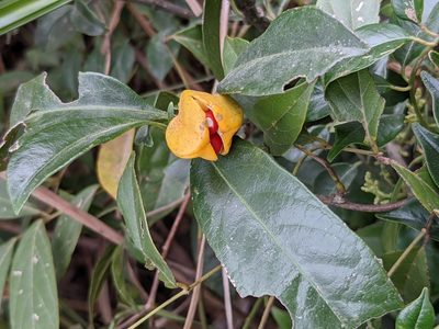 Euonymus nitidus, photographed by portioid