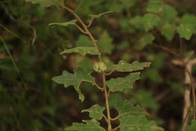 Chorilaena quercifolia, photographed by Em Lamond