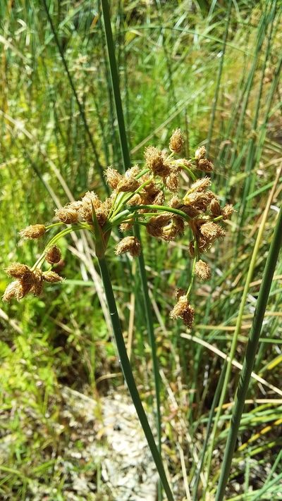 Schoenoplectus subulatus, photographed by insiderelic