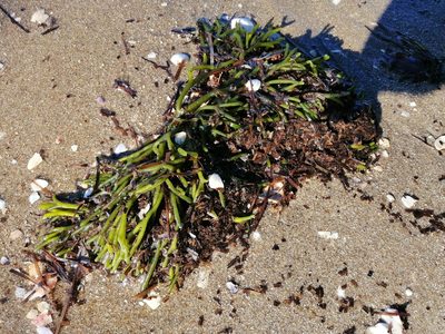 Zostera muelleri, photographed by Scott