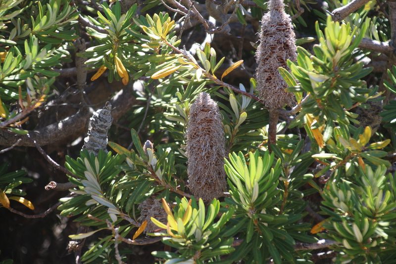 Banksia verticillata, photographed by Em Lamond