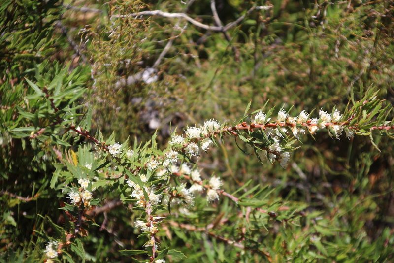 Hakea linearis, photographed by Em Lamond
