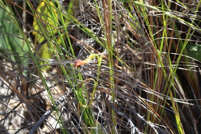 Cryptostylis ovata, photographed by Em Lamond
