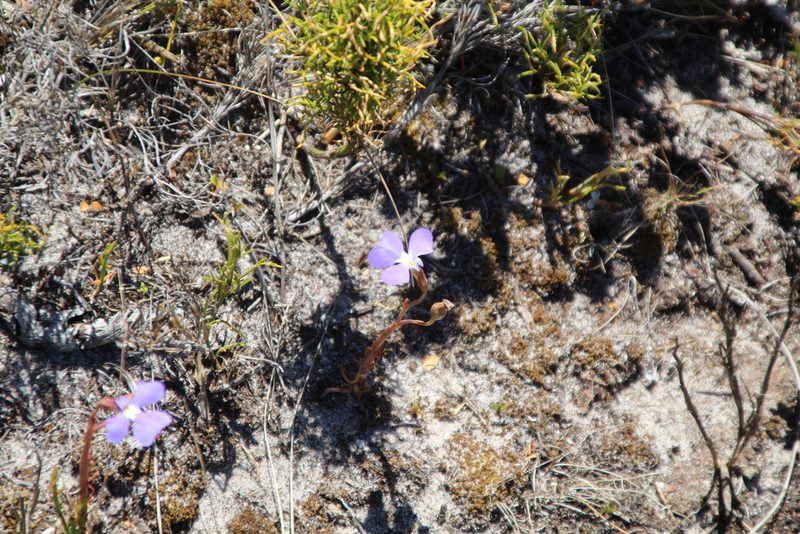 Lobelia heterophylla, photographed by Em Lamond