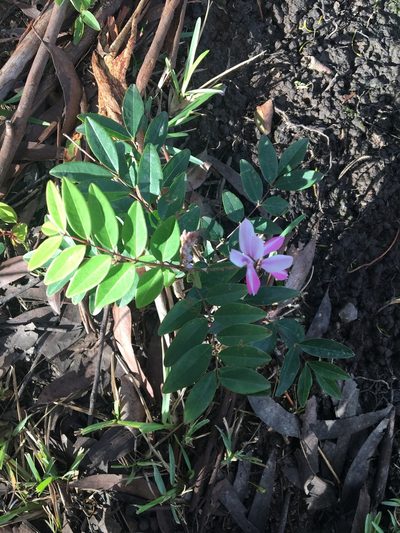Indigofera decora, photographed by Thomas Mesaglio