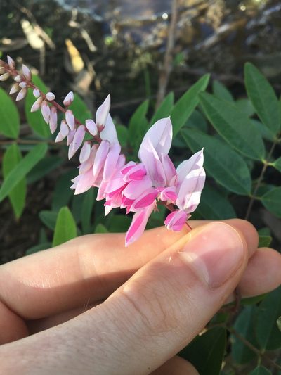 Indigofera decora, photographed by Thomas Mesaglio