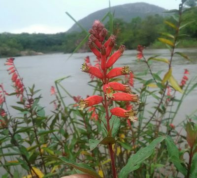 Cuphea melvilla, photographed by Márcia Martins