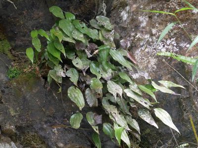 Cheiropleuria integrifolia, photographed by Jacy Chen