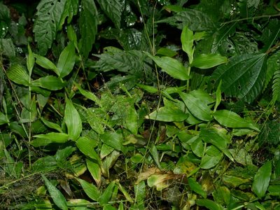 Panicum brevifolium, photographed by Jacy Chen