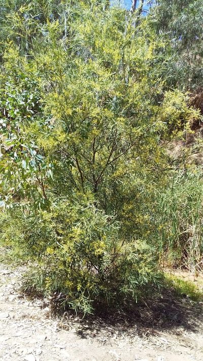 Acacia retinodes, photographed by insiderelic