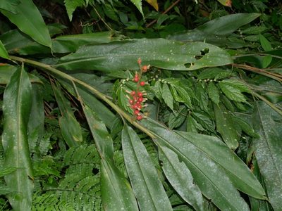 Alpinia kawakamii, photographed by Jacy Chen