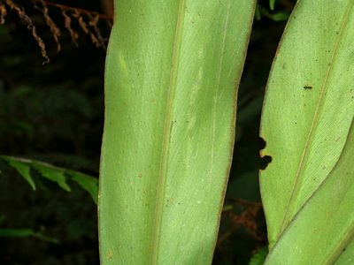Alpinia kawakamii, photographed by Jacy Chen