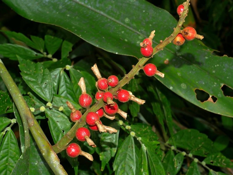 Alpinia kawakamii, photographed by Jacy Chen
