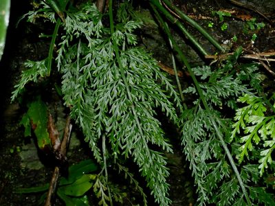 Asplenium ritoense, photographed by Jacy Chen