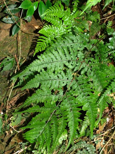 Athyrium arisanense, photographed by Jacy Chen