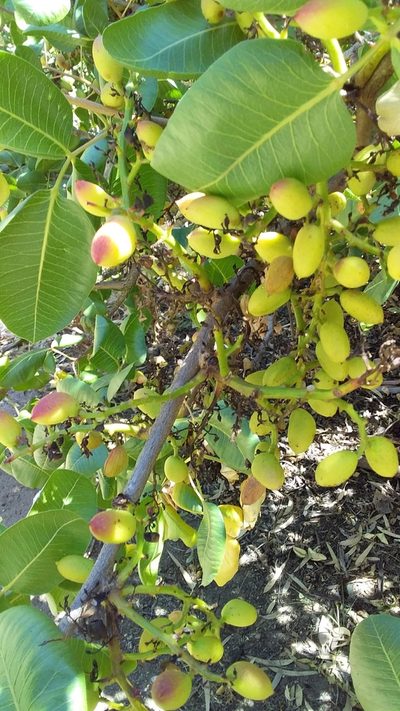 Pistacia vera, photographed by insiderelic
