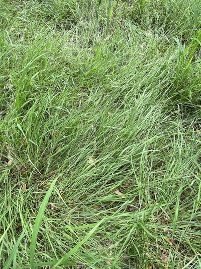 Eriochloa pseudoacrotricha, photographed by Greg Tasney