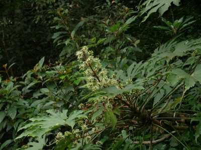 Fatsia polycarpa, photographed by Jacy Chen