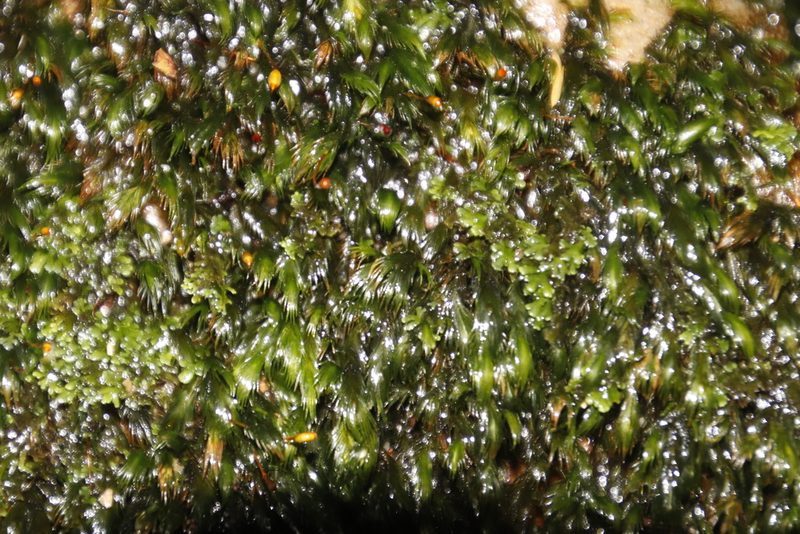 Fissidens fasciculatus, photographed by Tony Rebelo