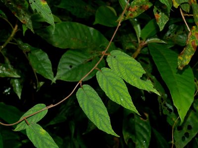 Actinidia rufa, photographed by Jacy Chen