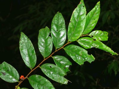 Glochidion acuminatum, photographed by Jacy Chen