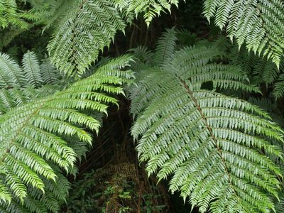 Alsophila spinulosa, photographed by Jacy Chen
