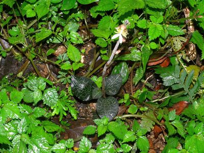 Anoectochilus formosanus, photographed by Jacy Chen