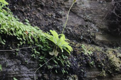 Felicia cymbalarioides, photographed by Tony Rebelo