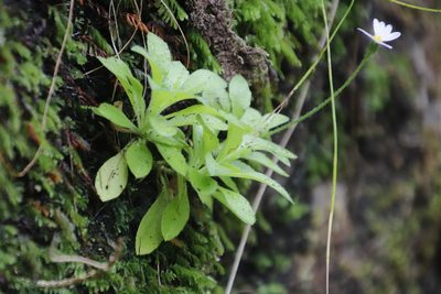 Felicia cymbalarioides, photographed by Tony Rebelo