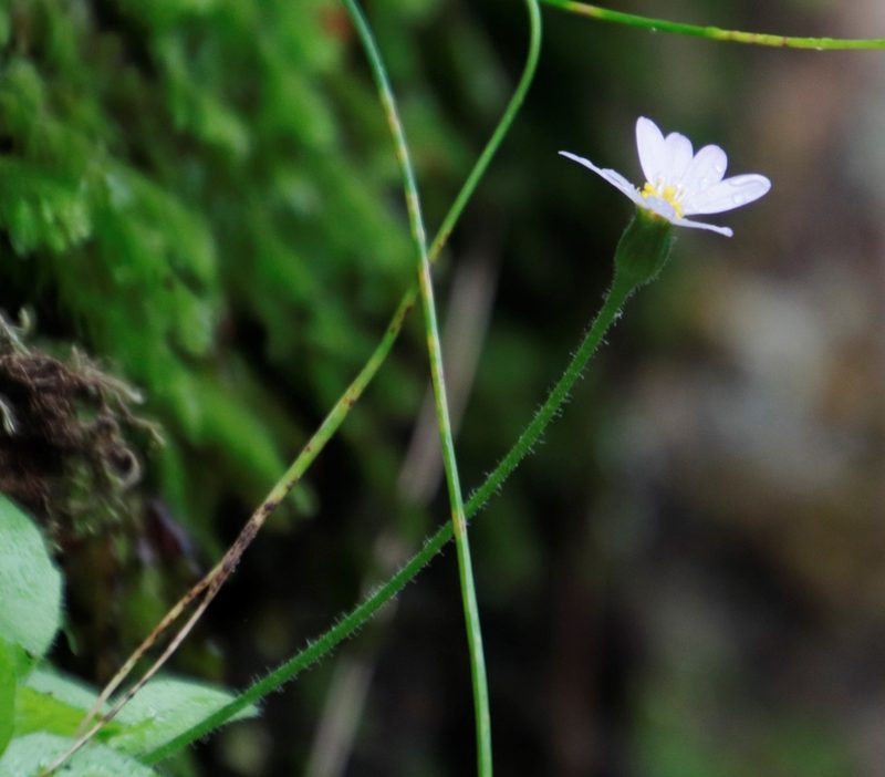 Felicia cymbalarioides, photographed by Tony Rebelo