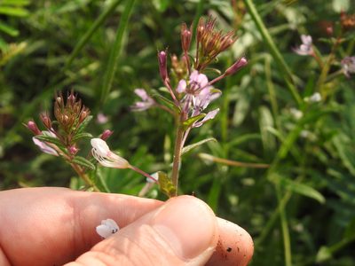 Cleome monophylla, photographed by Matthew Fainman