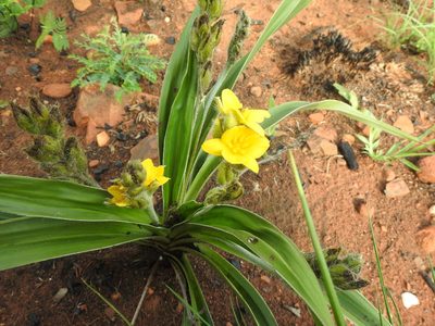 Hypoxis obtusa, photographed by Matthew Fainman