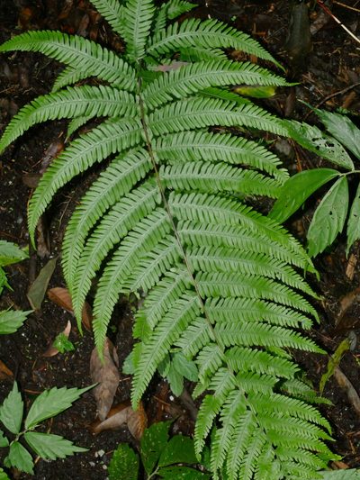 Pseudocyclosorus esquirolii, photographed by Jacy Chen