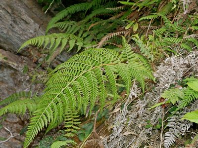 Athyrium drepanopteron, photographed by Jacy Chen