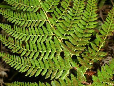 Athyrium drepanopteron, photographed by Jacy Chen