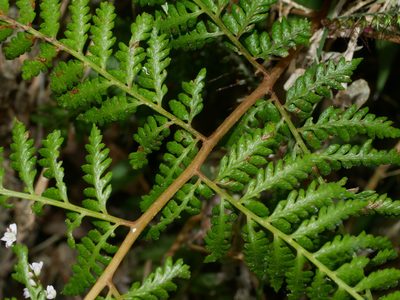 Athyrium drepanopteron, photographed by Jacy Chen