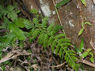 Athyrium drepanopteron, photographed by Jacy Chen