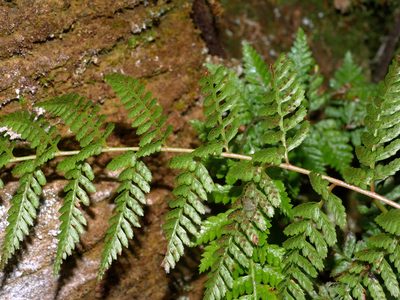 Athyrium drepanopteron, photographed by Jacy Chen
