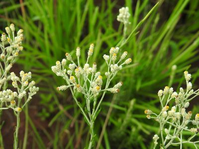 Helichrysum rugulosum, photographed by Matthew Fainman