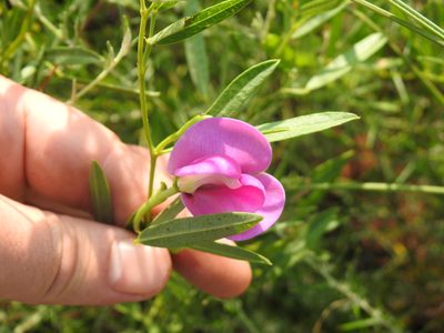 Sphenostylis angustifolia, photographed by Matthew Fainman