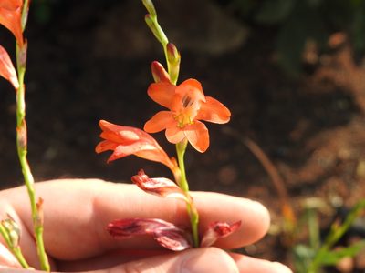 Tritonia nelsonii, photographed by Matthew Fainman