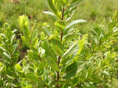 Ozoroa paniculosa, photographed by Matthew Fainman