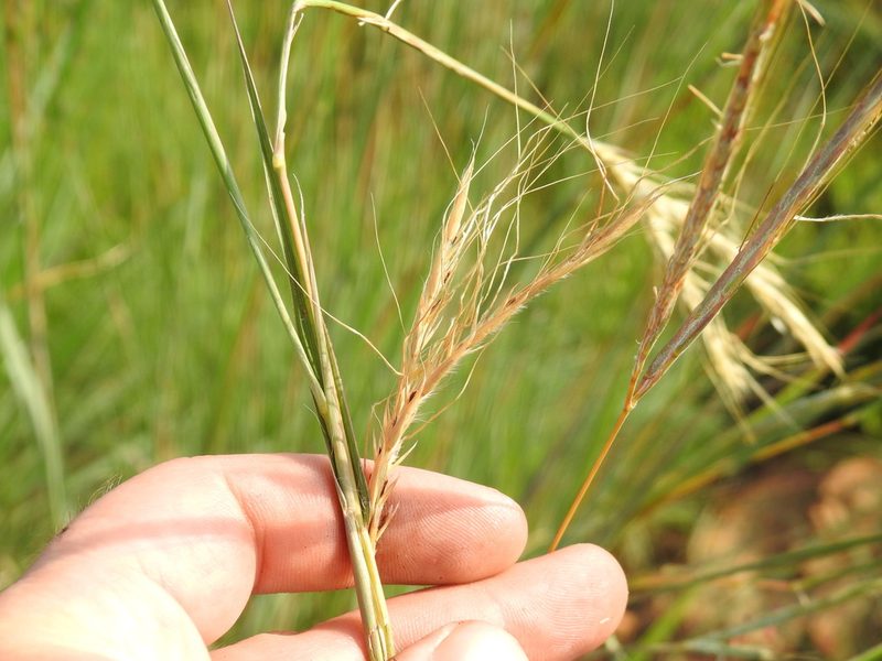 Diheteropogon amplectens, photographed by Matthew Fainman