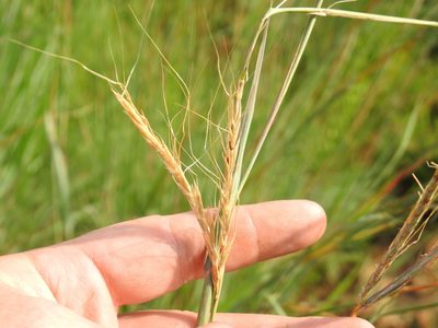 Diheteropogon amplectens, photographed by Matthew Fainman