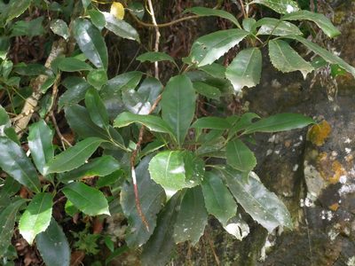 Helicia rengetiensis, photographed by Jacy Chen