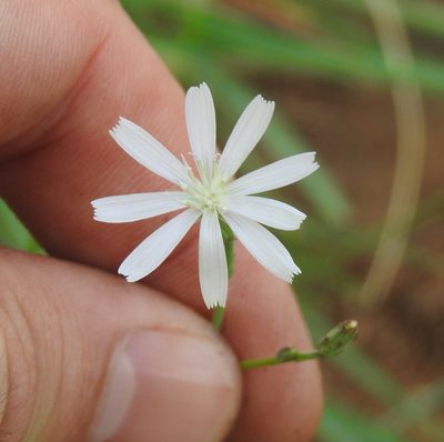 Lactuca inermis, photographed by Matthew Fainman